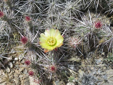 Matted Cholla (Opuntia parishii)