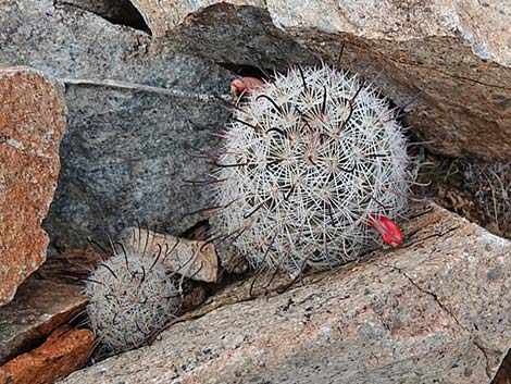 Graham's Nipple Cactus (Cochemiea grahamii)