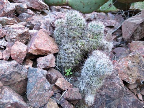 Graham's Nipple Cactus (Cochemiea grahamii)