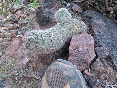 Graham's Nipple Cactus (Cochemiea grahamii)