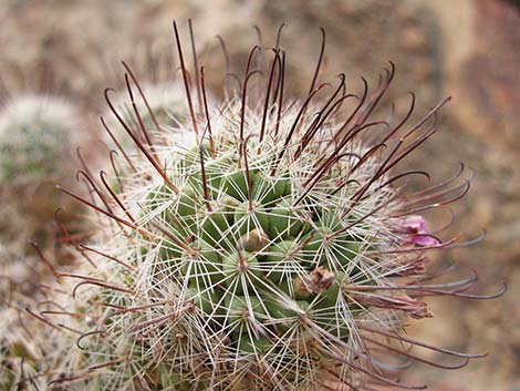 Common Fishhook Cactus (Cochemiea tetrancistra)