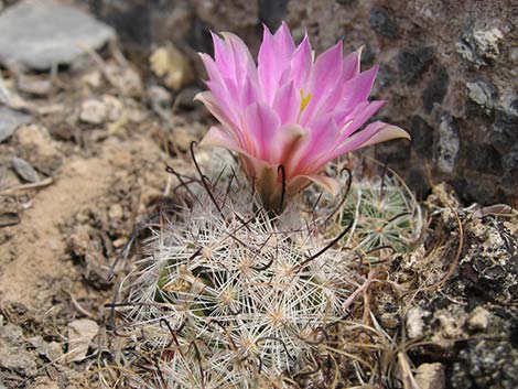 Common Fishhook Cactus (Cochemiea tetrancistra)