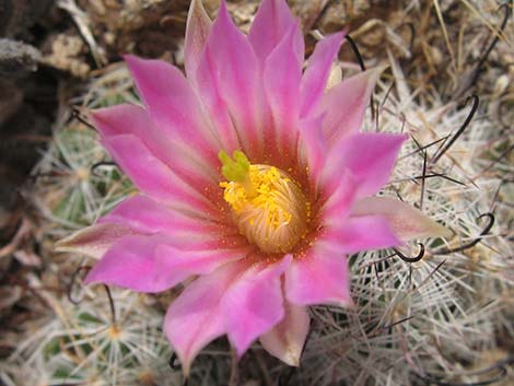 Common Fishhook Cactus (Cochemiea tetrancistra)