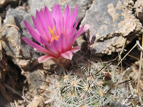 Common Fishhook Cactus (Cochemiea tetrancistra)