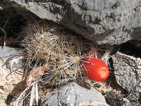 Common Fishhook Cactus (Cochemiea tetrancistra)