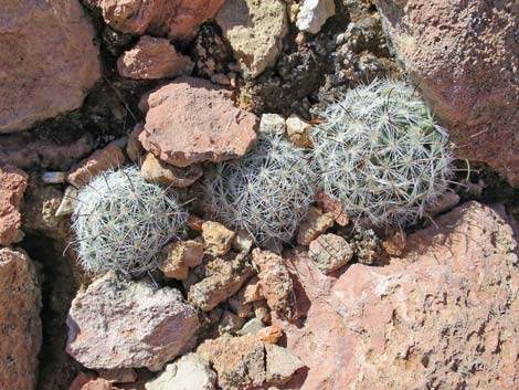 Common Fishhook Cactus (Cochemiea tetrancistra)