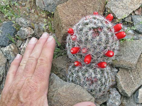 Common Fishhook Cactus (Cochemiea tetrancistra)