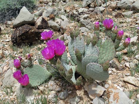 Beavertail Cactus (Opuntia basilaris)