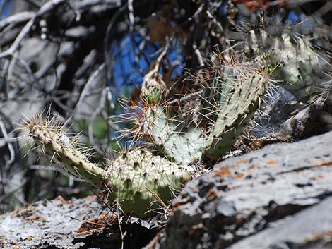 Charleston Mountain Pricklypear (Opuntia charlestonensis)