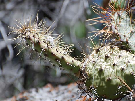 Charleston Mountain Pricklypear (Opuntia charlestonensis)