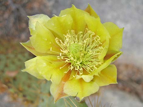 Pancake Pricklypear (Opuntia chlorotica)