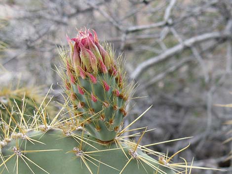 Pancake Pricklypear (Opuntia chlorotica)