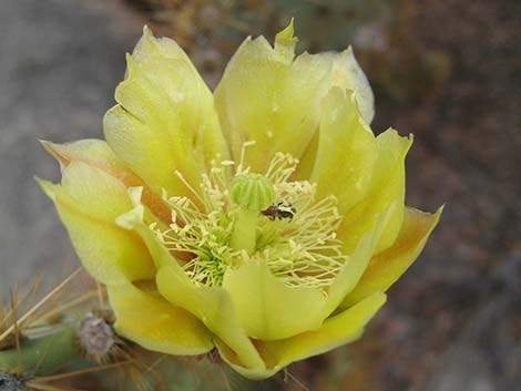 Pancake Pricklypear (Opuntia chlorotica)