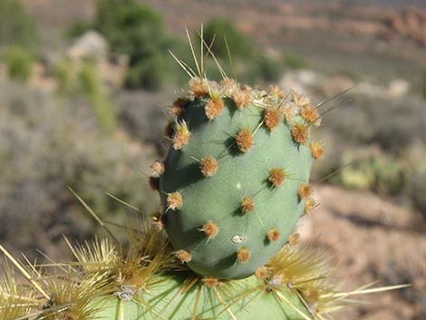 Pancake Pricklypear (Opuntia chlorotica)