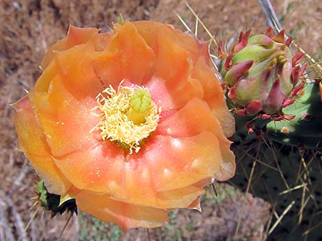 Pancake Pricklypear (Opuntia chlorotica)