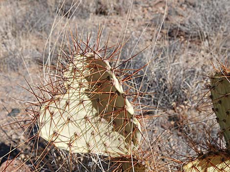 Searchlight Pricklypear (Opuntia curvispina)