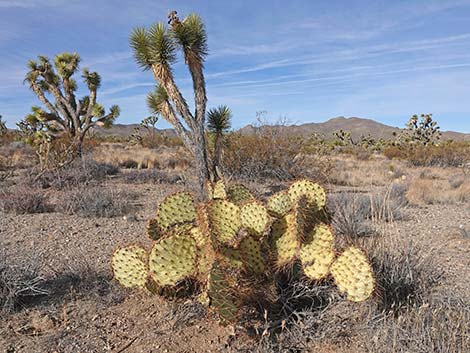 Searchlight Pricklypear (Opuntia curvispina)