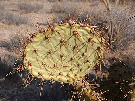 Searchlight Pricklypear (Opuntia curvispina)