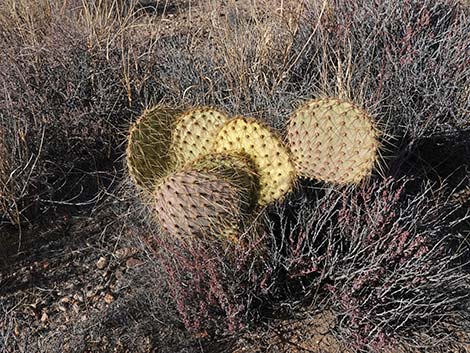 Searchlight Pricklypear (Opuntia curvispina)