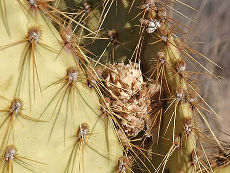 Searchlight Pricklypear (Opuntia curvispina)