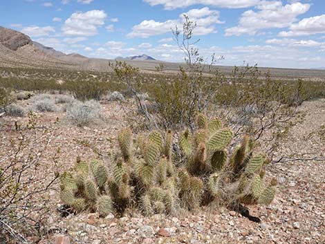 Western Pricklypear Cactus (Opuntia diploursina)