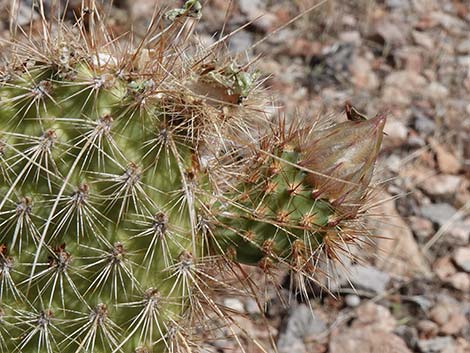 Western Pricklypear Cactus (Opuntia diploursina)