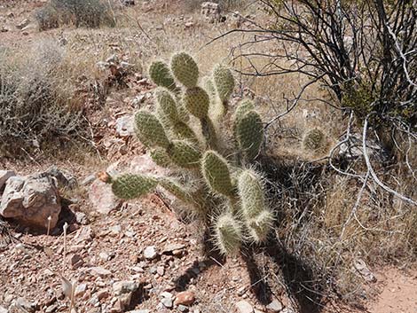 Western Pricklypear Cactus (Opuntia diploursina)