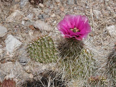 Western Pricklypear Cactus (Opuntia diploursina)