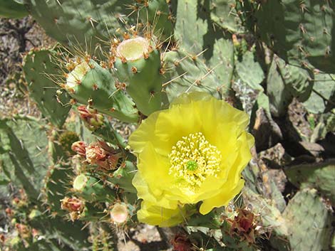 Cactus Apple Pricklypear (Opuntia engelmannii)