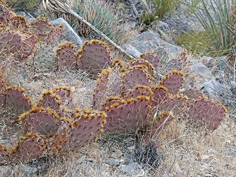 Cactus Apple Pricklypear (Opuntia engelmannii)