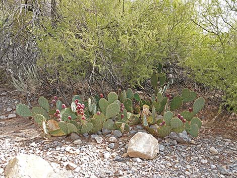 Tulip Pricklypear (Opuntia phaeacantha)