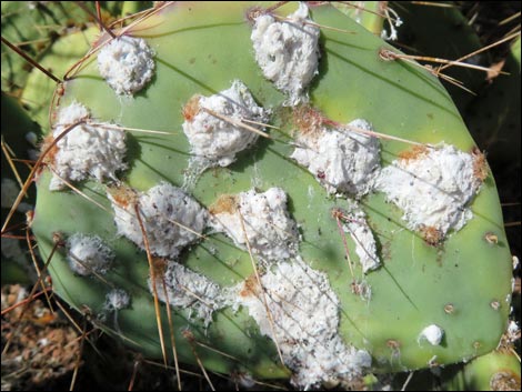 Tulip Pricklypear (Opuntia phaeacantha)