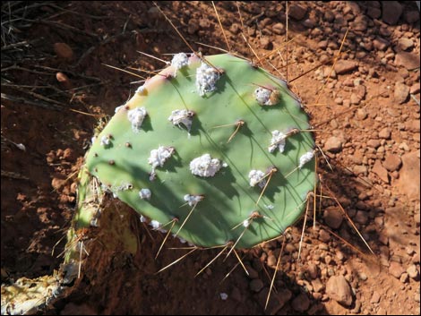 Tulip Pricklypear (Opuntia phaeacantha)