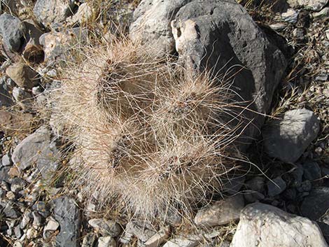 Grizzlybear Cactus (Opuntia polyacantha var. erinacea)