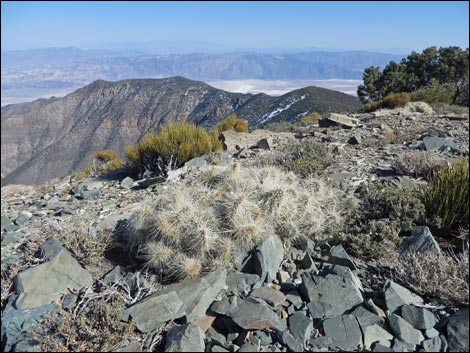 Grizzlybear Cactus (Opuntia polyacantha var. erinacea)