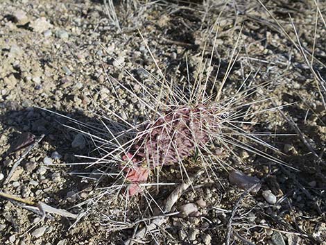 Opuntia polyacantha var. hystricina (porcupine pricklypear)