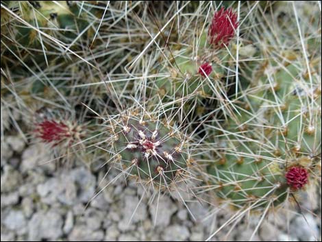 Porcupine Pricklypear (Opuntia polyacantha var. hystricina)