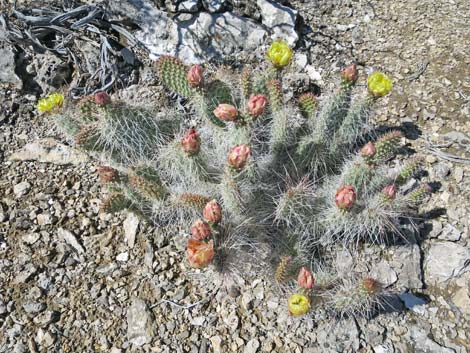 Porcupine Pricklypear (Opuntia polyacantha var. hystricina)