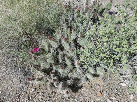 Porcupine Pricklypear (Opuntia polyacantha var. hystricina)