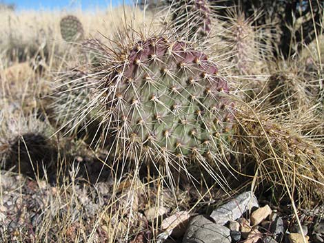 Hairspine Cactus (Opuntia polyacantha var. polyacantha)