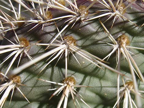 Hairspine Cactus (Opuntia polyacantha var. polyacantha)