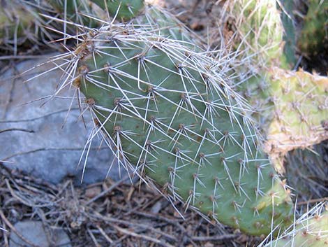 Hairspine Cactus (Opuntia polyacantha var. polyacantha)