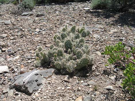 Hairspine Cactus (Opuntia polyacantha var. polyacantha)