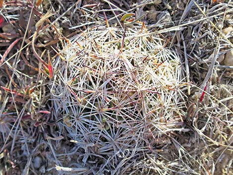 Mountain Ball Cactus (Pediocactus simpsonii)