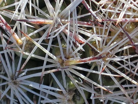 Mountain Ball Cactus (Pediocactus simpsonii)