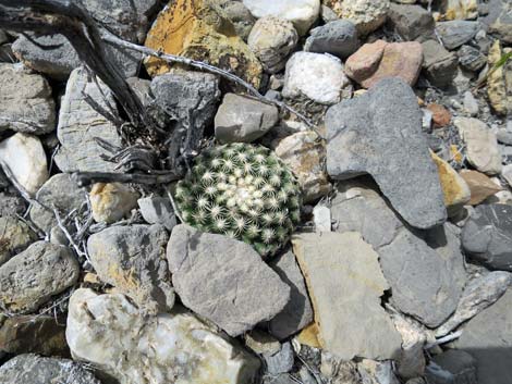 Mountain Ball Cactus (Pediocactus simpsonii)