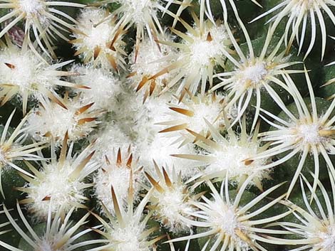 Mountain Ball Cactus (Pediocactus simpsonii)