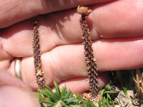 White Fir (Abies concolor)