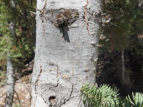 White Fir (Abies concolor)