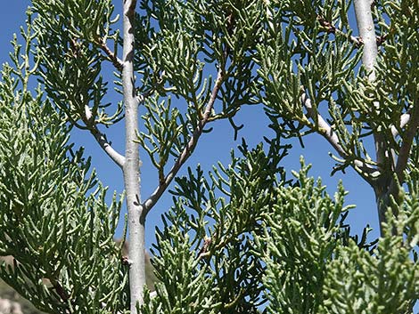 Arizona Cypress (Cupressus arizonica)